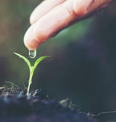 close up woman hand watering a green young plant